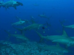 Hammerhead sharks over reef, Costa Rica, Pacific Ocean  Stock Footage