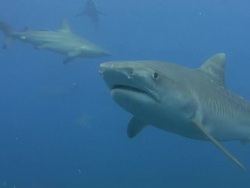 Tiger Shark (Galeocerdo cuvier) Stock Footage