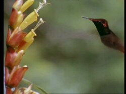 MWA Two Hummingbirds taking it in turns to feed from flower, real time Stock Footage