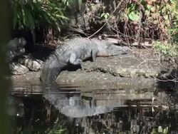 Alligator mississippiensis, walks out of river to lay on bank Stock Footage