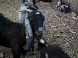 Billy Goat Stock Footage