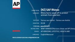 Rhino horns sawn off to protect  animals from poachers Instructional Video