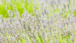 Field of lavender Stock Footage