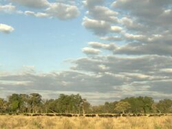 WS View of buffalo herd grazing in tall grass / Okavango Delta, North-West District, Botswana Stock Footage