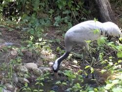 Heron (Ardeidae spp) Stock Footage