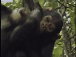 CU, TD, Two young chimpanzees (Pan troglodytes) playing in forest, Gombe Stream National Park, Tanzania Stock Footage