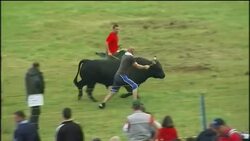 New rules to prevent cruelty during bull fighting Instructional Video