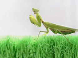 Mantis Stock Footage