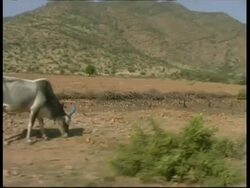 MS cattle and wagon, Rajasthan, India Stock Footage