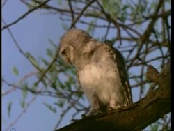 Spotted Owlet, dancing on tree branch, Bharatpur Bird Reserve, India, Asia Stock Footage