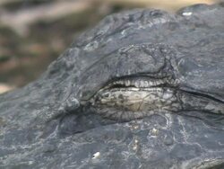 CU Alligator's eye blinks / Everglades, Florida, USA Stock Footage