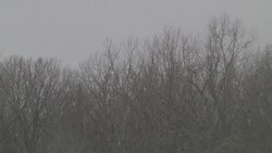 Eagles make a Michigan power plant their winter home News Clip