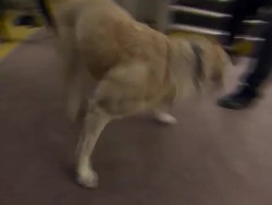 Homeland Security at Pennsylvania Station during Superbowl Weekend News Clip