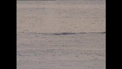 Dolphins & Whale Swimming on Surface of Ocean News Clip