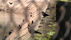 How Crows use their big brains to learn about death News Clip