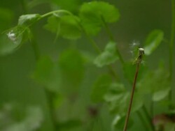 CU SLO MO Shot of dandelion being blown by wind and seeds coming off stem / Morristown, New Jersey, United States Stock Footage