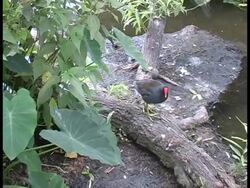 Common Moorhen Walking Stock Footage