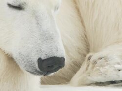 CU PAN Polar bear sleeping on snowy landscap / Churchill, Manitoba, Canada Stock Footage