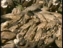 Flock of Vultures in feeding frenzy, CU, France Stock Footage