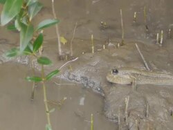 Mudskipper Stock Footage