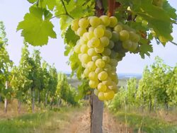 HD DOLLY: Show Over White Grape Vineyard Stock Footage