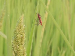 Scarab on Leaves Stock Footage