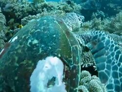 Green sea turtle walking on the coral reef Stock Footage