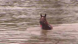 Crowd Watches as Horse Rescued From Texas Flood News Clip
