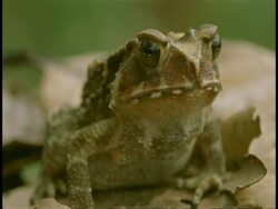 CU toad looking to camera, Western Ghats, India Stock Footage