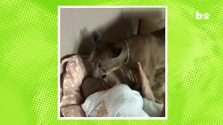 Couple Share Studio Flat With A Cougar: BEAST BUDDIES Instructional Video