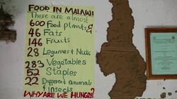 The Moet school in Mangochi, Malawi. Moet, standards for Mangochi Orphans Educational Training. The school runs on permaculture lines, showing pupils how to growm food on organic natural principles, that have minimum impact on the environment. Stock Footage