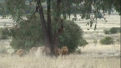 Animals fight over a suspended carcass in a tree in South Africa. Stock Footage