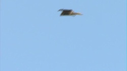 Red Kites flying above a hilltop News Clip
