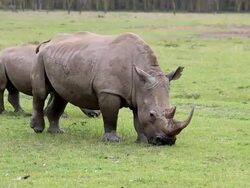 Rino grazing near Lake Nakuru, Kenya. Stock Footage