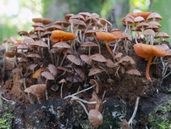 Time-lapse of a group of toadstools growing on a dead tree stump in tropical rainforest, Ecuador. Stock Footage