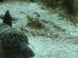 Shell crab 1 - HD 1080/30F Stock Footage