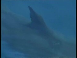 MS and CU Great White Shark dorsal fin shot from topside, Guadalupe Island, Pacific Ocean Stock Footage