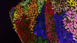 Puppy in Gugghenheim Museum Bilbao Stock Footage