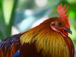 Chicken Stock Footage