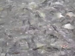 Fish in farm Stock Footage