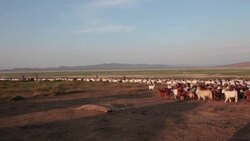 Hundreds of sheep and goat running uncontrollably through the Mongolian steppe Stock Footage