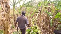 Farmer working on banana harvest in Nicaragua. With the knife cuts the branch and gets the fruit. Stock Footage