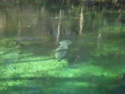 Manatees mother and calf playing, Florida, North Atlantic Ocean  Stock Footage