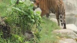 Tiger bengal living Stock Footage