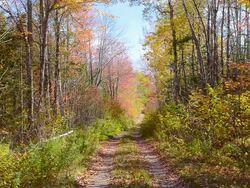 MS Shot of lonely path trail road with beautiful fall colors of red and gold in leaf peeping in Northern New England in fall colors foliage in October / Bar Harbor, Maine, United States Stock Footage