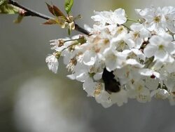 England in Spring Stock Footage