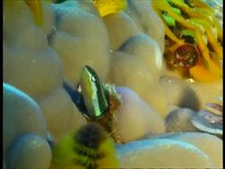 CU small fish poking head out of coral Stock Footage