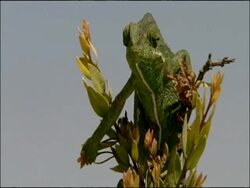 Chameleon looks to camera, Andalucia, Spain Stock Footage