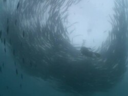 MS Shot of Schooling chevron barracuda and silhouetted diver / Sipadan, Sabah, Malaysia  Stock Footage
