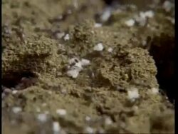 Garden Ants (Lasius sp) moving eggs into nest Stock Footage